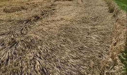 襄阳割四赔五风波升级：大批麦客连夜撤走当地部门紧急出手整改